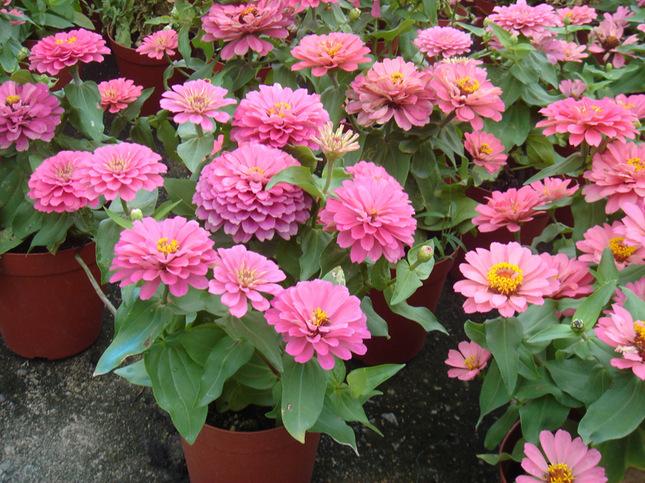 供應花卉種子 f1夢境百日草種子】價格,廠家,圖片,花卉種子種苗,北京