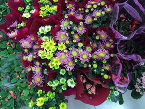 冬天這5種花卉最多人養,整個冬春時節都開花