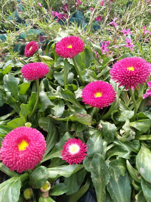 雛菊花種子價格和用量發布