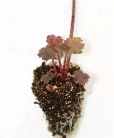 這5種常見(jiàn)花卉也能葉片扦插