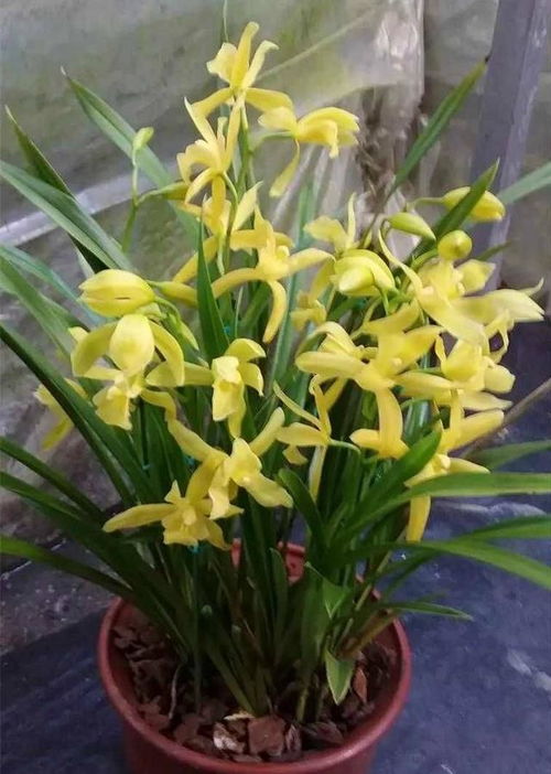 新手養(yǎng)花不如養(yǎng)花種精品蘭花,花大色艷,香味撲鼻,一年四季開(kāi)花