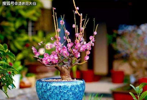 養花撒點草木灰 花生粕,不用施肥植物也能長爆盆