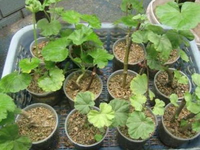 5種漂亮花,趁著秋天快扦插,7天就生根,年底就賞花