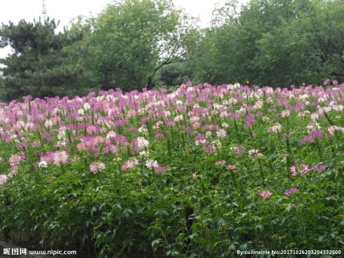 醉蝶花簡介與種子目前價格