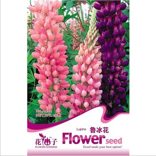 花種子 魯冰花種子 顏色豐富 花卉種子 10粒|一淘網優惠購|購就省錢