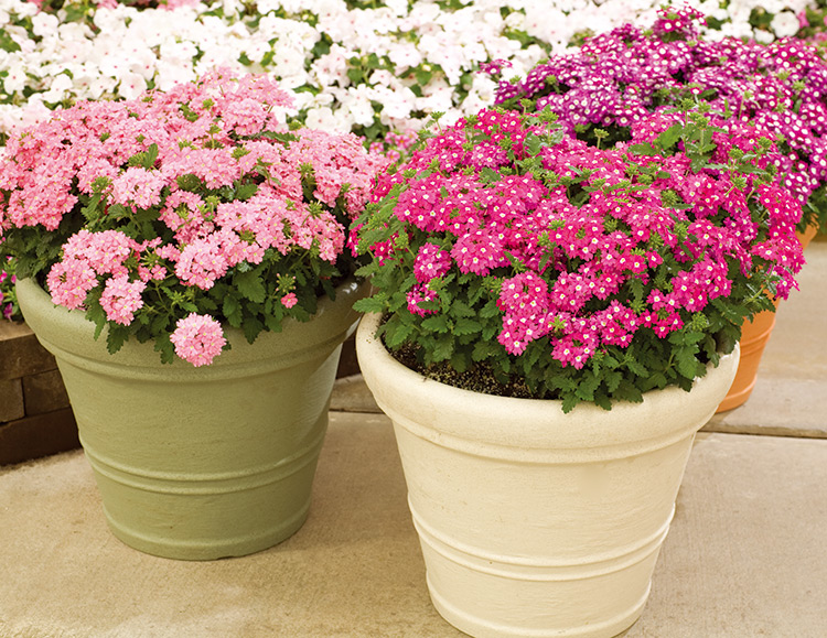 美女櫻種子春播植物室內花卉種子陽臺盆栽秋播庭院花籽植物種子