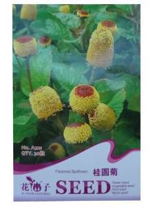 錦萱 花仙子系列 桂圓菊種子 別名金紐扣 家庭種植實用裝 庭院別墅陽臺室內盆栽花卉種子 庭院花種子 瓜果蔬菜種子 【錦萱】 價格 報價 圖片 - 亞馬遜中國