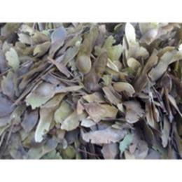 泰州藍花楹種子供應信息 泰州藍花楹種子批發 泰州藍花楹種子價格 找泰州藍花楹種子產品上