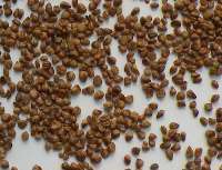 百草園花卉藥材種業 藥材種子|花卉種子|林木種子|紅花種子|甘草種子|苦參種子|藿香種子|牛膝種子|紫蘇種子|柴胡種子