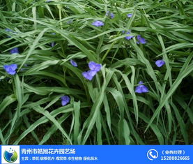 宿根,宿根花卉與草花區別,皓旭花卉