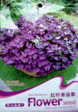 【紅葉幸運草種子】最新最全紅葉幸運草種子 產品參考信息