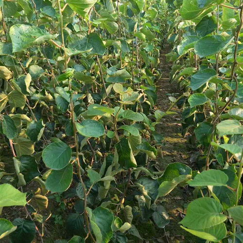 【紅陽獼猴桃苗粗度3公分種植基地】- 