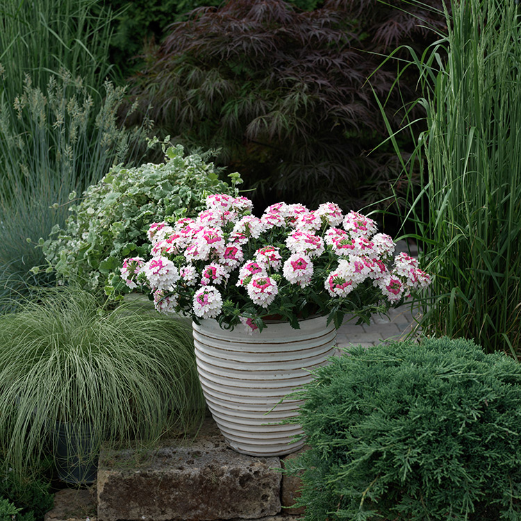 美女櫻種子春播植物室內花卉種子陽臺盆栽秋播庭院花籽植物種子