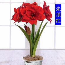 朱頂紅種子】價格_圖片_品牌_怎么樣-