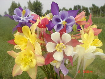 金雞菊 桔梗 藍亞麻 耬斗菜 單瓣 等野花組合種子