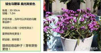 泛美種子 我們對栽培 銷售每個產品充滿了信心