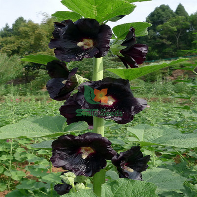 蜀葵種子園林綠化一丈紅種子陽臺盆栽花?；ㄧR花籽絨葵花卉種子