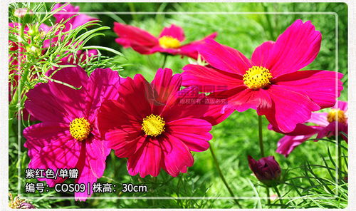 進口花卉 花卉種子 波斯菊花種子 園林綠化種子 景觀花海種子