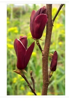 批發廣玉蘭種子,大喬珍稀樹種子(花卉種子站總經銷)