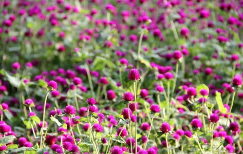 趣味植物 開花成球團團圓圓,這10種花卉給你帶來新年福氣