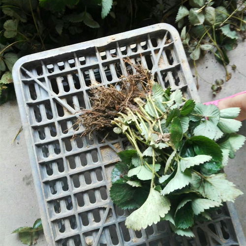 1公分粗天仙醉草莓苗生產基地