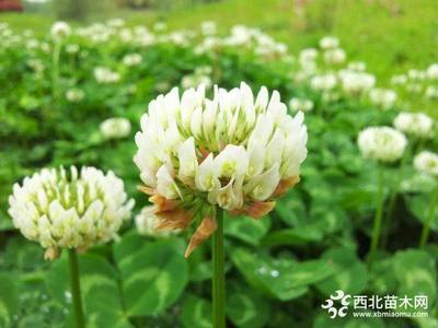 白花三葉草種子