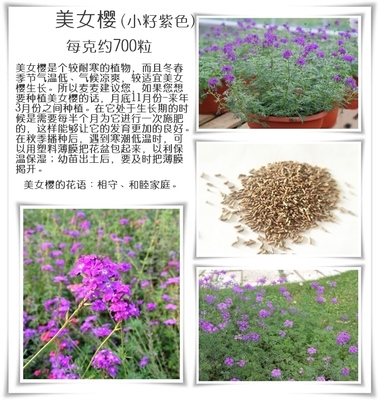 四季播野花組合種子多年生花種子四季開花籽花卉種子庭院綠化