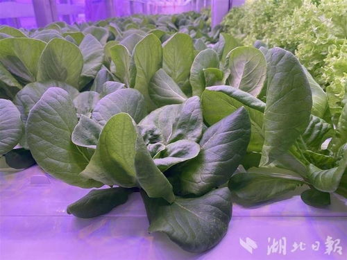 武漢發電廠建植物工廠種蔬菜