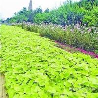 各種草花 水生系列 苗木系列 蓿根系列 各種盆景 花卉種子山東 濰坊青州市好全花卉苗木種植專業合作社產品供應第4頁