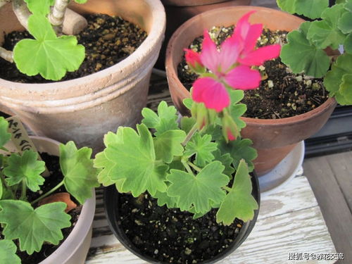 草本花卉新手播種指南,提高種子發芽生根,多看多實踐