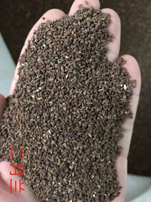 二月蘭花卉種子批發上市