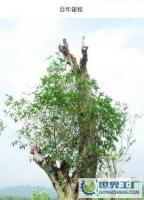 湖南百年丹桂/銀桂/金桂/大量優質桂花苗/桂花種籽 花卉苗木種子_農副產品_世界工廠網中國產品信息庫