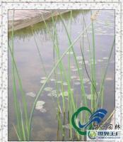 草花,睡蓮供應,碗蓮供應,荷花,睡蓮種子,香蒲價格[供應]_花卉_世界工廠網(wǎng)中國產(chǎn)品信息庫