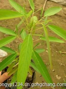 跳舞草花卉種子批發(fā)銷售花卉種子套餐訂購熱賣了_農副產(chǎn)品_世界工廠網(wǎng)