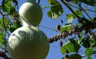 0優質葫蘆種子 花卉種子 綠色食品 高產 保質保量_世界工廠網中國產品信息庫