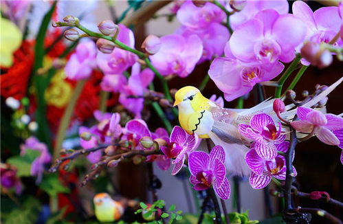 添彩新年 近百款高端藝術蘭花產(chǎn)品亮相三亞年宵花市場