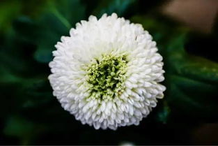 最后13天 下雨也要去 365種花卉綠植,深圳人絕不能錯過的又一賞花勝地