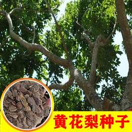 正宗海南黃花梨樹種子