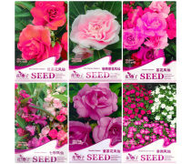 茶花鳳仙種子產(chǎn)品信息