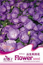 【叢生植物】最新最全叢生植物 產(chǎn)品參考信息