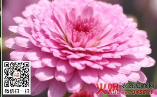 花卉種子日如何采收和儲(chǔ)藏