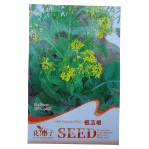 錦萱 花仙子系列 板藍(lán)根種子 家庭種植實(shí)用裝 庭院別墅陽(yáng)臺(tái)室內(nèi)盆栽花卉種子 庭院花種子 瓜果蔬菜種子-家居裝修-亞馬遜中國(guó)