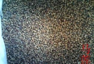 花卉種子【火炬,山玉蘭,側柏】_農副產品_世界工廠網中國產品信息庫