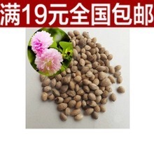 【櫻花草種子】最新最全櫻花草種子 產品參考信息