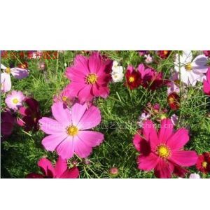 出售掃帚梅種子