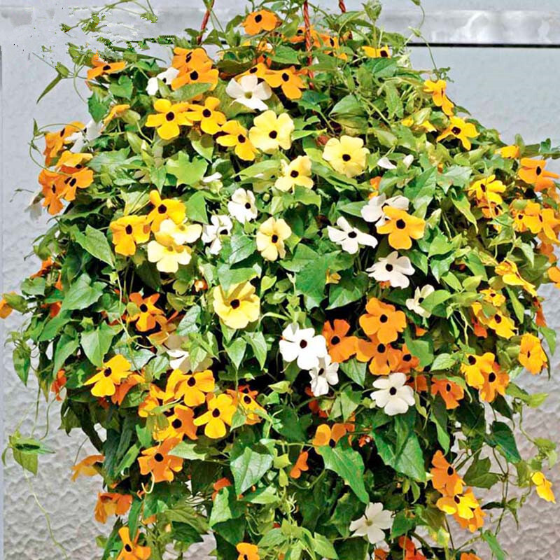 泛美 旺童花卉種子黑眼蘇珊種子進口垂吊蘇珊花種子陽臺室內盆栽花草種子花籽 春季 四季秋季播 黑眼白色5粒裝