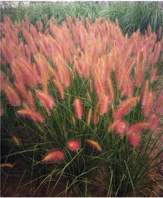 觀賞花卉種子報價 廠家