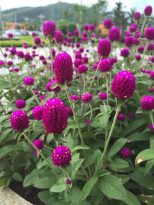 這種花的學名叫什么