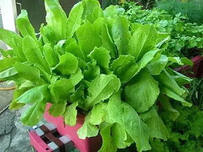 在加拿大種哪些花花草草比較好 什么時候種 怎么種 居家必備