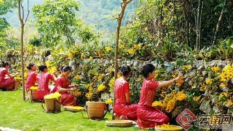 你知道他們在采什么花嗎 德宏有一個花姿綽約的地方